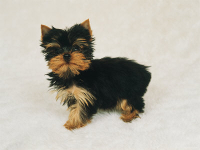 small toy dog breeds