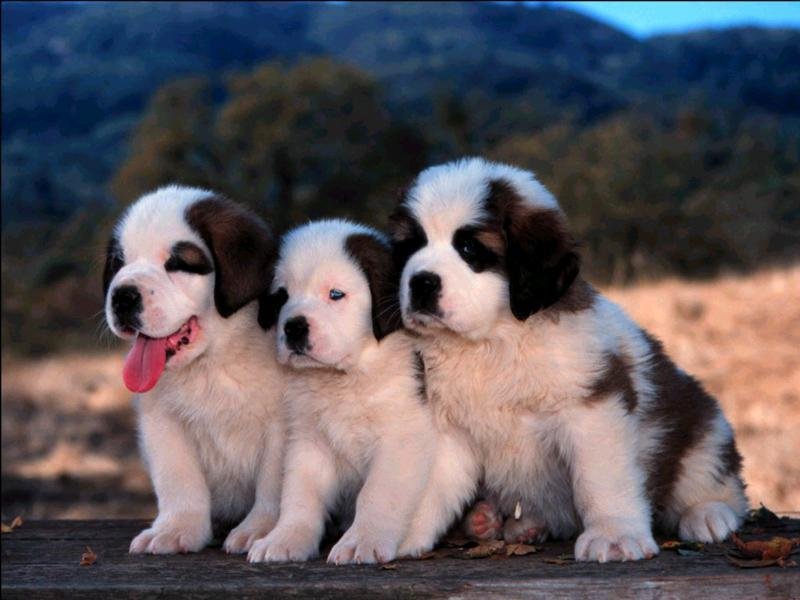 cute puppies wallpaper. Cute Puppies Wallpaper