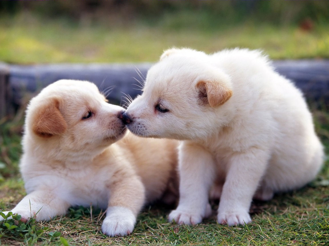 lovely-puppy-dog-wallpaper-for-your-computer-desktop